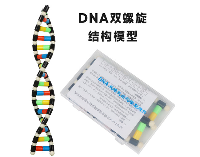 33307DNA�p�����Y��ģ�ͽM��