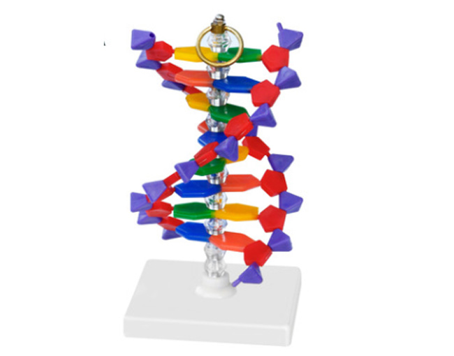 33306DNA�Y��ģ��