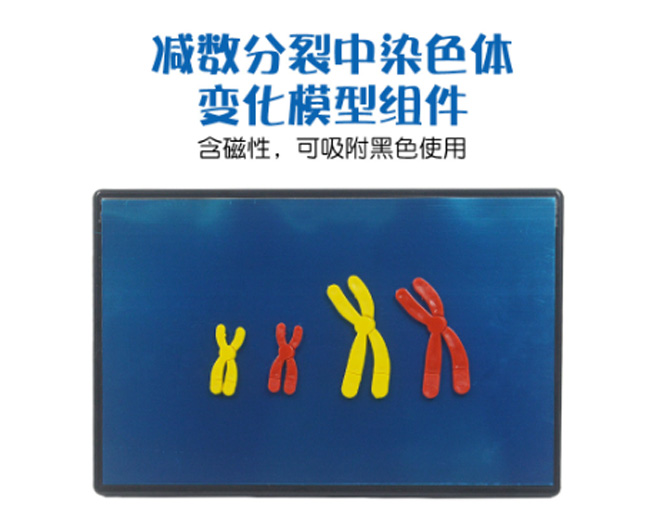 33305�p��������Ⱦɫ�w׃��ģ�ͽM��